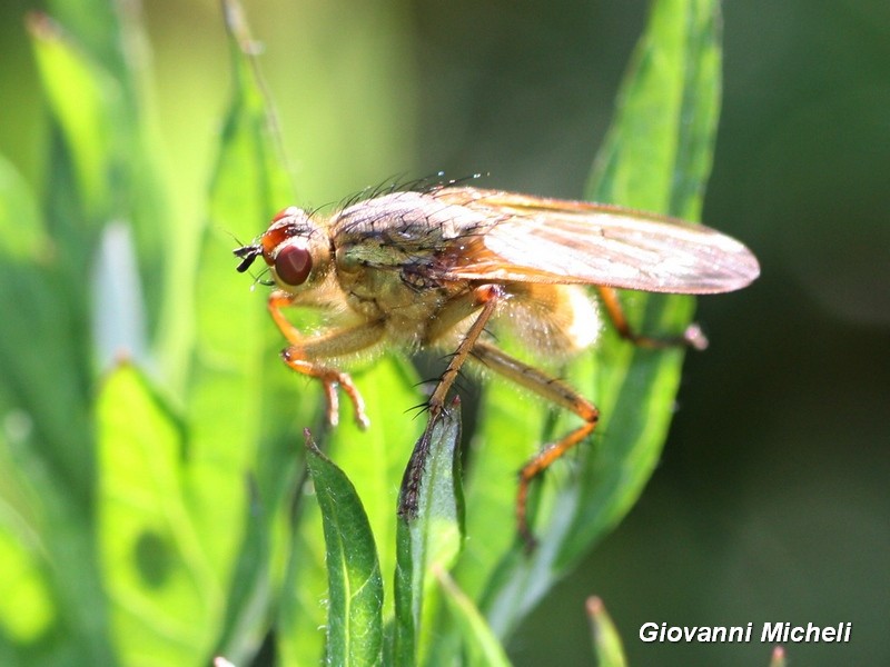 Scathophaga stercoraria maschio (Scathophagidae)